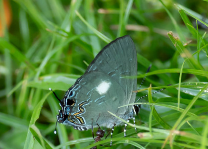 The butterfly Pilodeudorix baginei photographed in Uganda