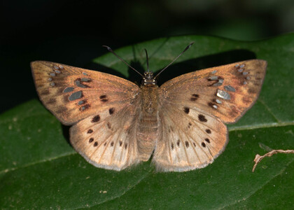The butterfly Eagris decastigma purpura photographed in Uganda