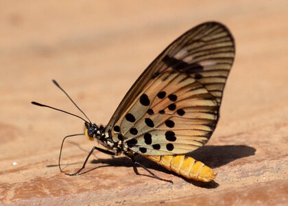 The butterfly Telchinia pharsalus photographed in Uganda