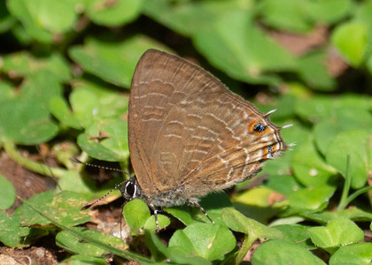 The butterfly Anthene ligures ligures photographed in Uganda