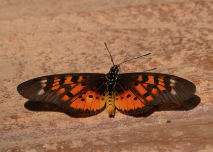 The butterfly Telchinia pharsalus photographed in Uganda