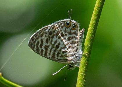 The butterfly Leptotes pirithous Complex photographed in Uganda