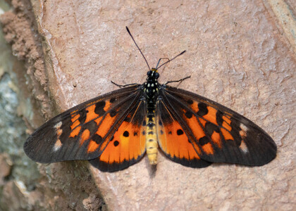 The butterfly Telchinia pharsalus photographed in Uganda
