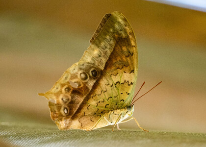The butterfly Charaxes fulvescens monitor photographed in Uganda
