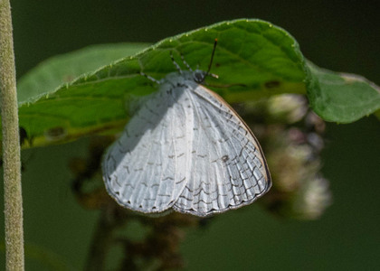 The butterfly Spalgis lemolea lemolea photographed in Uganda