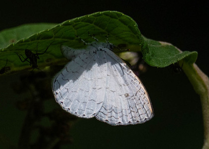 The butterfly Spalgis lemolea lemolea photographed in Uganda
