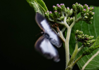 The butterfly Spalgis lemolea lemolea photographed in Uganda