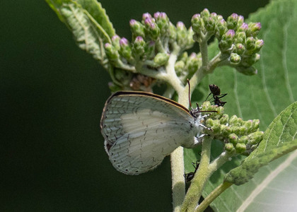 The butterfly Spalgis lemolea lemolea photographed in Uganda
