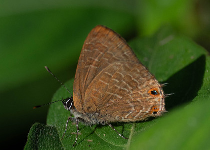 The butterfly Anthene ligures ligures photographed in Uganda
