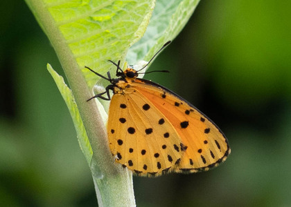 The butterfly Pentila pauli clarensis photographed in Uganda