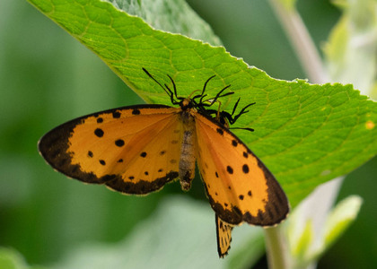 The butterfly Pentila pauli pauli photographed in Uganda