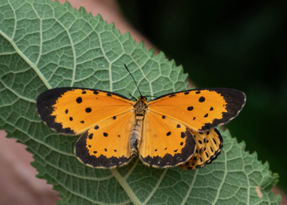 The butterfly Pentila pauli pauli photographed in Uganda