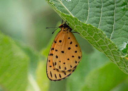 The butterfly Pentila pauli pauli photographed in Uganda