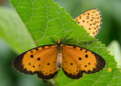 The butterfly Pentila pauli clarensis photographed in Uganda