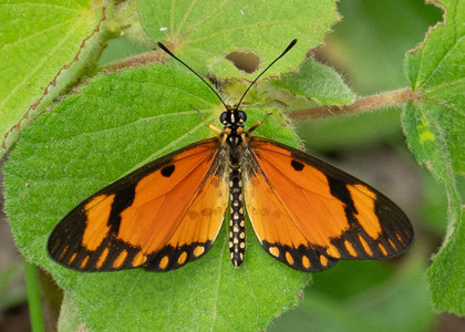 The butterfly Telchinia serena photographed in Uganda