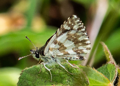 The butterfly Ernsta dromus photographed in Uganda