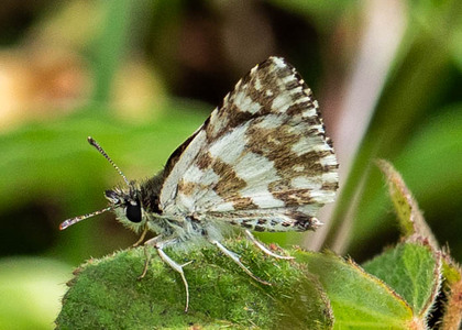 The butterfly Ernsta (Spialia) dromus photographed in Uganda