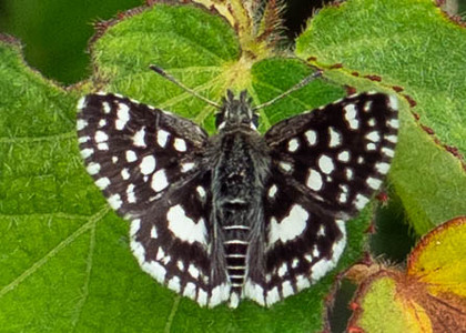 The butterfly Ernsta (Spialia) dromus photographed in Uganda