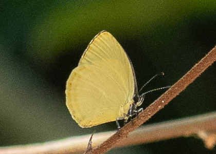The butterfly Liptena xanthostola xantha photographed in Uganda