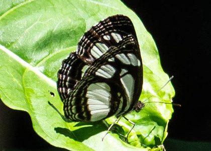 The butterfly Neptis melicerta photographed in Uganda