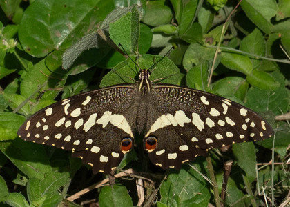 The butterfly Papilio demodocus photographed in Uganda