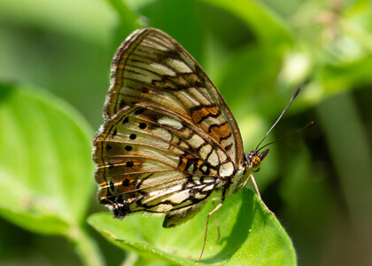 The butterfly Junonia sophia infracta photographed in Uganda
