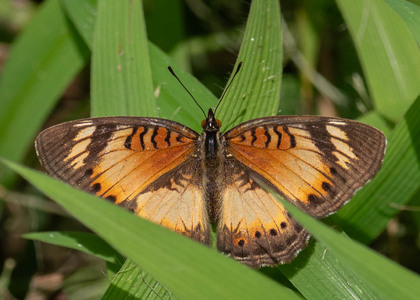 The butterfly Junonia sophia infracta photographed in Uganda