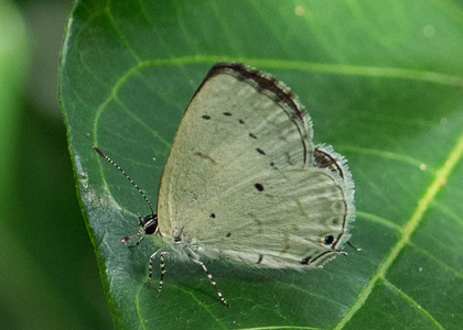 The butterfly Eicochrysops hippocrates photographed in Uganda