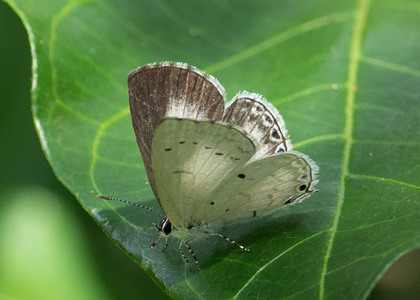 The butterfly Eicochrysops hippocrates photographed in Uganda