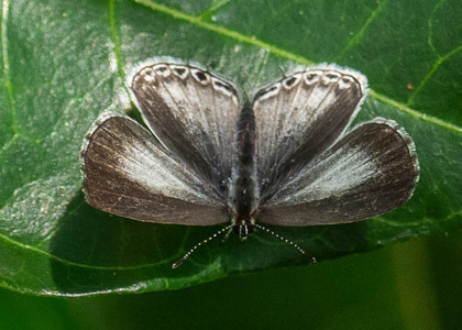 The butterfly Eicochrysops hippocrates photographed in Uganda