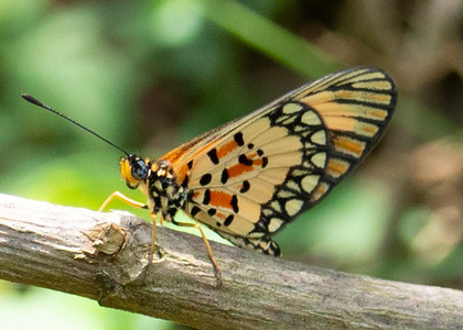 The butterfly Telchinia serena photographed in Uganda