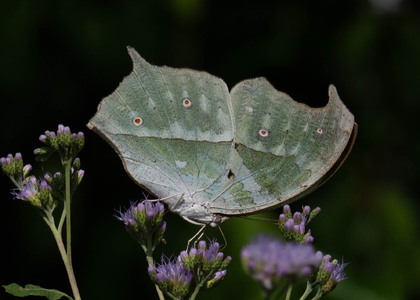 The butterfly Protogoniomorpha parhassus photographed in Uganda