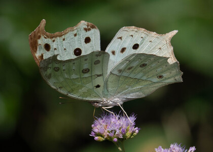 The butterfly Protogoniomorpha parhassus photographed in Uganda