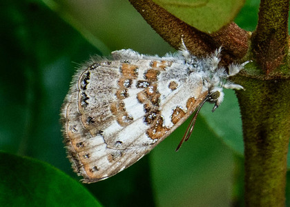 The butterfly Lachnocnema c.f. bibulus photographed in Uganda