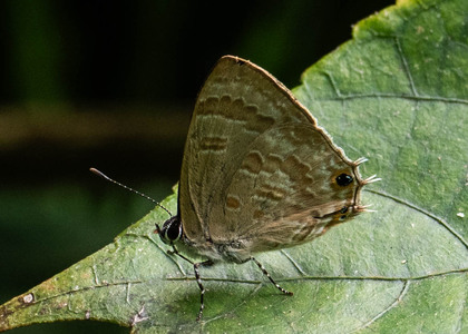 The butterfly Anthene liodes liodes photographed in Uganda