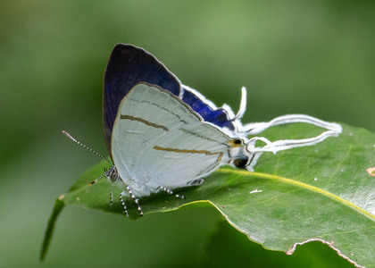 The butterfly Hypolycaena hatita ugandae photographed in Nkima Forest Lodge, Uganda