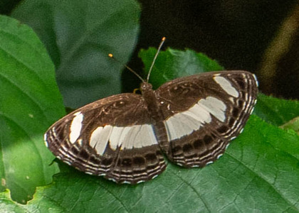 The butterfly Neptis nemetes nemetes photographed in Uganda
