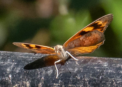 The butterfly Bematistes alcinoe photographed in Uganda