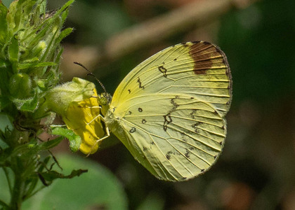 The butterfly Eurema floricola leonis photographed in Uganda