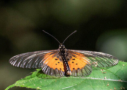 The butterfly Acraea quirina quirina photographed in Uganda