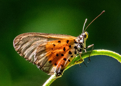 The butterfly Acraea quirina quirina photographed in Uganda