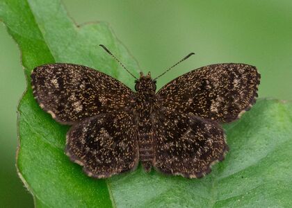The butterfly Perus (Staphylus) minor photographed in Mt. Palmatambo, Pozuzo,Peru
