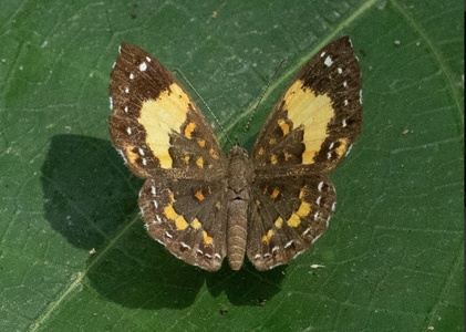 The butterfly Parvospila emylius photographed in Peru