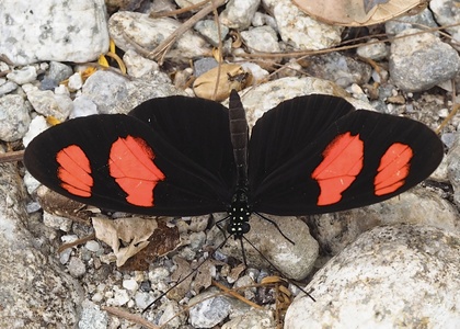 The butterfly Heliconius erato microclea photographed in La Merced area,Peru