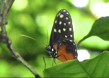 The butterfly Callithomia hezia hezia photographed in Platanillo,Costa Rica