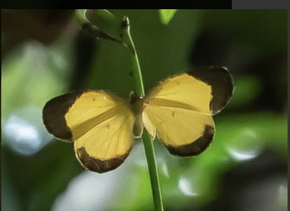 The butterfly Citrinophila marginalis photographed in Ghana