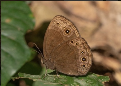 The butterfly Bicyclus martius photographed in Ghana