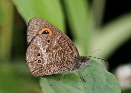 The butterfly Strabena triophthalma photographed in Madagascar