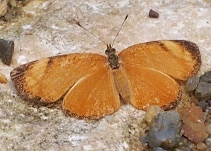 The butterfly Tegosa guatemalena photographed in Belize